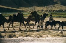 Kamelherde im afghanischen Hochland