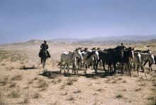 Herds of horses in an Afghan plateau