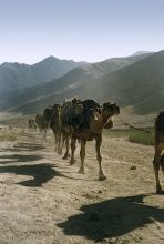 A caravan of camels in an Afghan plateau 