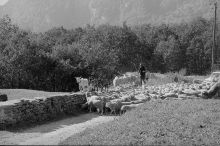 Bergell – a valley with goats and sheep 