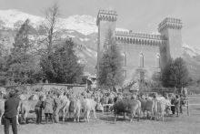 Cattle market at Castle Castelmur