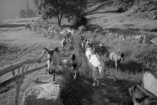 Goats on a Bergell Alpine meadow near Stampa