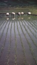 Reispflanzerinnen in Japan