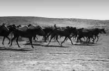 Wildpferde in der Steppe Afghanistans