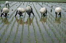 Rice planters in Japan