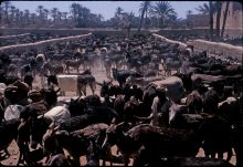 Donkeys “parked” in Rissani on market day 